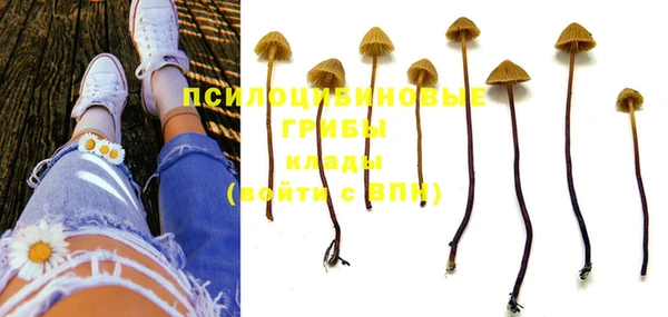 PSILOCYBIN Аркадак
